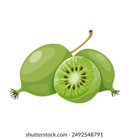 Vektorillustration von Mini-Kiwi oder Kiwi-Beere, wissenschaftlicher Name Actinidia arguta, isoliert auf weißem Hintergrund.