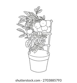 vector illustration of a mini orange plant, outline style.