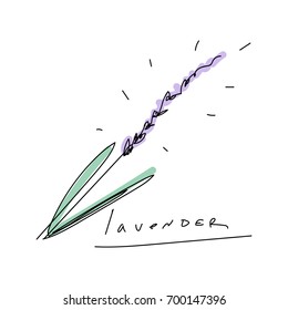 Vector illustration of a minimalistic lavender. Logo, label, design element, print.