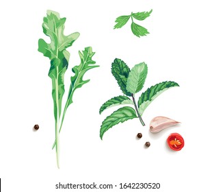 Vector illustration of mint, arugula, parsley, pepper, and garlic on a white background.