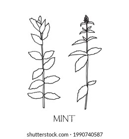 Vector illustration of mint. Doodle sketch. 