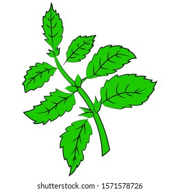 Vector illustration of mint isolated on a white background. Illustration of a beautiful green mint. Illustration of a medicinal plant.
