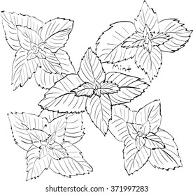 Vector illustration of mint leaves . black and white graphics Linear.  Hand drawing.Good for textile printing and coloring books