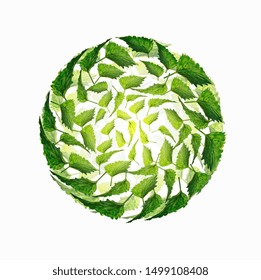 vector illustration, mint leaves in a circle on a white background