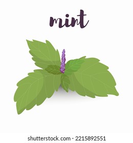 Vector illustration of mint leaves and flower.