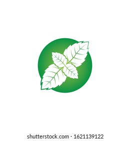 Vector illustration of mint leaves green with white background