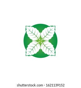 Vector illustration of mint leaves green with white background