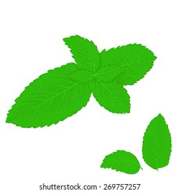 Vector illustration of mint leaves on white background