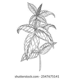 Vector illustration of a Mint plant with detailed leaves and a central stalk. Linear drawing painted by black inks of kitchen and medical herb. Outline monochrome botanical etching.