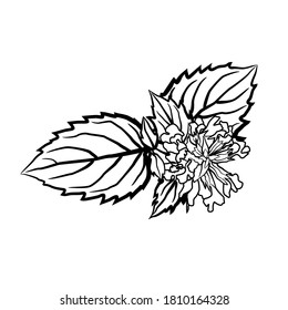 Vector illustration of a mint plant. Sprig leaf hand-drawn in ink. Black white isolated botanical element on a white background. It is used in medicine, cooking as an aromatic nutrient.