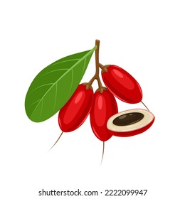 Vector illustration, miracle fruit or miracle berry, scientific name synsepalum dulcificum, isolated on white background.