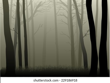 Vector Illustration Of Misty Woods 