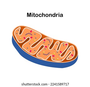 vector illustration of mitochondria components on white background