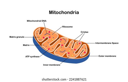 vector illustration of mitochondria components on white background