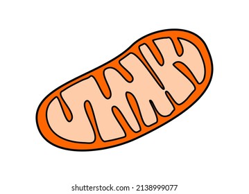 Vector illustration of mitochondria, Cross section view of a mitochondrion on white background.