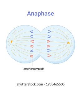 Vector Illustration Of Mitosis Phase. Anaphase