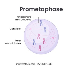 Vector illustration of Mitosis phase. Prometaphase
