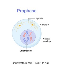 Vector illustration of Mitosis phase. Prophase