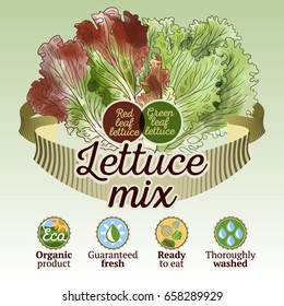 Vector illustration with mixed lettuce and four icons. Hand drawn watercolor red and green leaf lettuce with ribbon. Suitable for mix lettuce package and print.