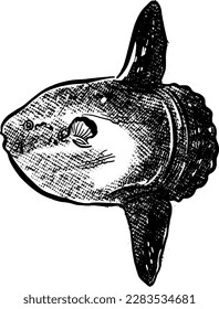 Vektorgrafik des Mola mola-Fischs