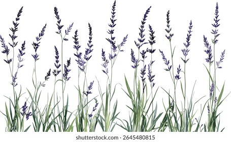 Molinia caerulea purple moor-grama, planta de grama isolada, flora de zonas úmidas, vegetação de prado, fundo da natureza, projeto de paisagem de jardim, planta de ervas.