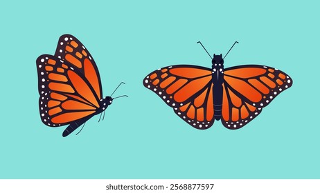 Vector illustration of monarch butterfly.