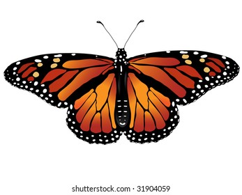 vector illustration of monarch butterfly