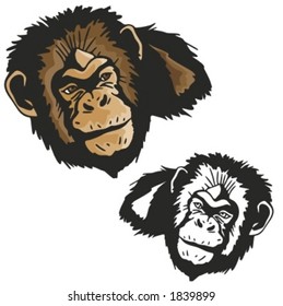 Vector illustration of a monkey.