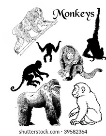vector illustration of monkey