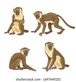 Vector illustration of monkey in different poses isolated on a white background