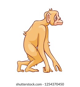 Vector illustration of monkey standing and looking forward with interest isolated on white background - hand drawn side view of cute interested chimpanzee. Wild animal with long arms.
