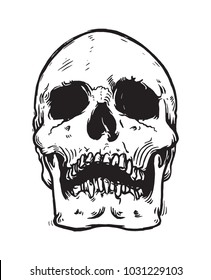 Vector illustration of monochrome hand drawn  human skull 