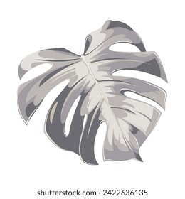 Vector illustration of monochrome mostera leaf