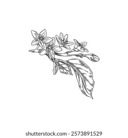 Vector illustration of monochrome sketch of bergamot tree branch with flowers and leaves. Hand drawn. Botanical plant. Kaffir lime. For cosmetics and essential oils. Isolated background.