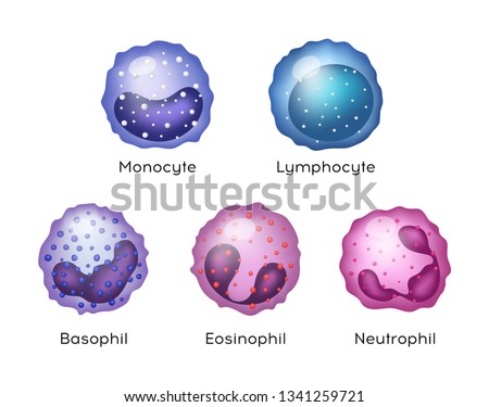 Vector Illustration of Monocyte,   Lymphocyte, Eosinophil, Neutrophil, Basophil .White blood cells.