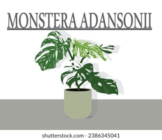 Vector illustration The Monstera adansonii plant is famous for its beautiful heart-shaped leaves.Can be used for various vegetation illustrations.Or talk about expensive unique plants.Background white