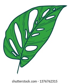 Vector illustration of a Monstera Adansonii small Swiss Cheese climbing plant leaf