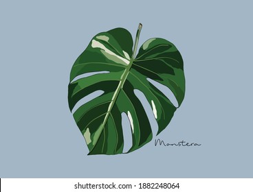 Vector Illustration of Monstera, Deliciosa