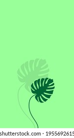 Vector illustration of monstera deliciosa leaf with a shadow on a green background