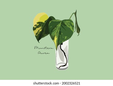 Vector Illustration of Monstera Deliciosa, Swiss Cheese Plant