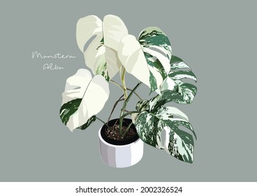 Vector Illustration Of Monstera Deliciosa, Swiss Cheese Plant