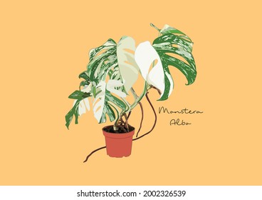 Vector Illustration of Monstera Deliciosa, Swiss Cheese Plant
