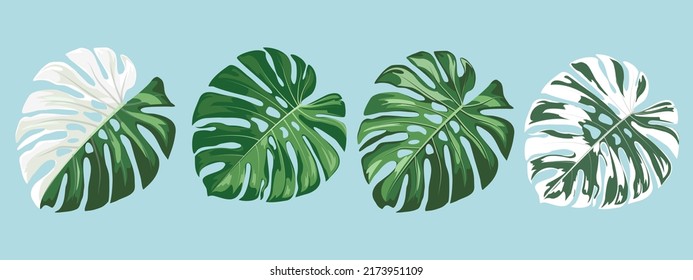 Ilustración vectorial de Monstera Deliciosa, Colecciones tropicales de la planta de queso suiza, diseño realista sobre fondo azul cielo