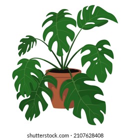 Vector illustration of monstera flower growing in the pot
