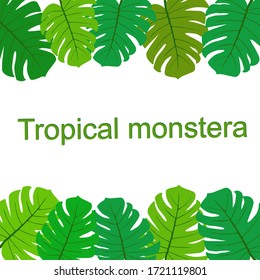 Vector illustration of monstera leaf background