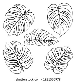 Vector illustration of Monstera leaves element set on white background