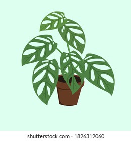 vector illustration of a Monstera Obliqua plant in a pot