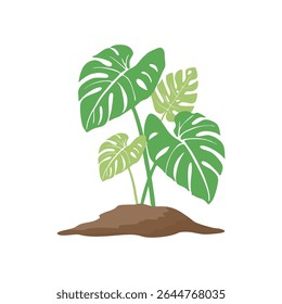 Vector illustration of a monstera plant in a flat style. Botanical project and suitable for home decoration.