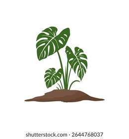 Vector illustration of a monstera plant in a flat style. Botanical project and suitable for home decoration.