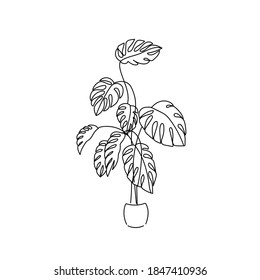 vector illustration monstera plant hand line contour on the white background